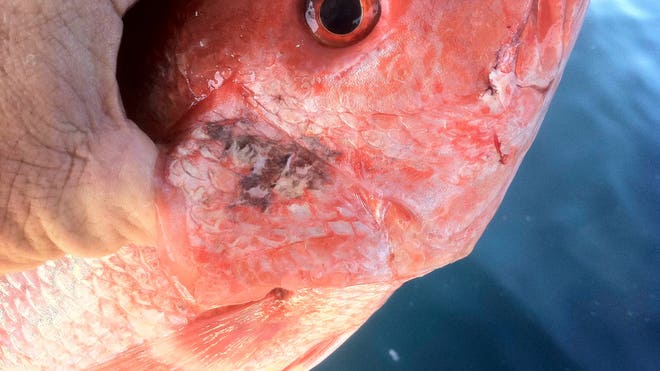 Gulf Fish Safety.jpg